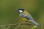 Cinciallegra Cinciallegra
