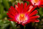 Fiore di pianta grassa Fiore di pianta grassa