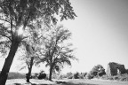 Alberi e luce Alberi e luce