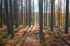 Finlandia - Autunno agostano Finlandia - Autunno agostano