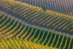 Vineyards Vineyards