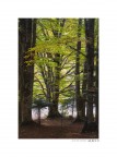 Elven woods