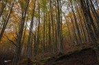 Foliage d'autunno.. Foliage d'autunno..
