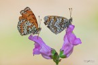 Melitaea-didyma-and-phoebe-_DSC7764 Melitaea-didyma-and-phoebe-_DSC7764