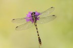Onychogomphus uncatus Onychogomphus uncatus
