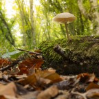 White Mushroom White Mushroom