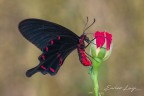 Pachliopta kotzebuea (Eschscholtz, 1821) Pachliopta kotzebuea (Eschscholtz, 1821)