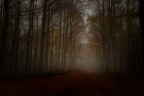 la strada nel bosco la strada nel bosco