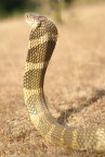 king cobra back king cobra back