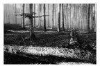 Nel bosco Nel bosco