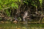 Gallinelle litigiose Gallinelle litigiose