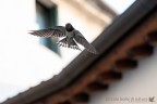 Volo ravvicinato Volo ravvicinato