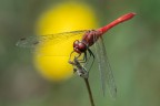Sympetrum sanguineum