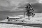 Neve Neve