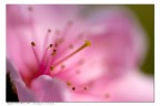 Fiore di pesco Fiore di pesco