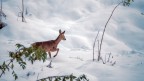 Capriolo sulla neve