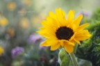 il girasole il girasole