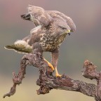 Un quadrato di piume cattive