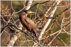 Cormorano. Cormorano.