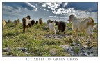 italy sheep...