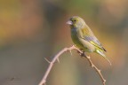 Verdone_Chloris-chloris_DSC7527 Verdone_Chloris-chloris_DSC7527