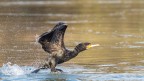 Cormorano Cormorano