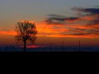 albero al risveglio albero al risveglio