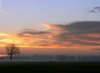 albero nella nebbia albero nella nebbia