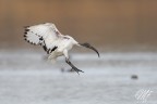 Ibis Ibis