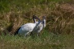 Ibis piccioncini Ibis piccioncini