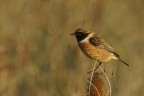 Saltimpalo (Saxixola rubicola)