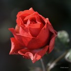 rosa 5 rosa 5