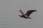 Cormorano in volo