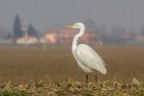 Airone bianco maggiore Airone bianco maggiore