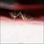 oltre le nuvole il tramonto.