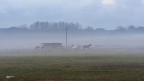Nella nebbia.. Nella nebbia..