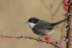 Occhiocotto. (Sylvia melanocephala)