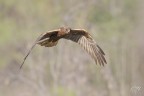 Falco di palude Falco di palude