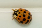 Harmonia axyridis (sembra una coccinella comune ma non lo �)