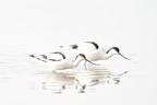 Avocette high key