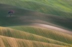 S.T. 445