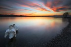Corteggiamento Corteggiamento