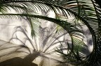 frammenti di foresta frammenti di foresta