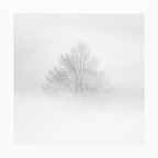 Albero nella nebbia