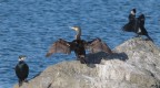 Cormorani