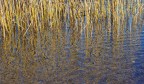 Ricordando Monet. Ricordando Monet.