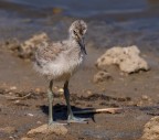 Pullo di Avocetta Pullo di Avocetta