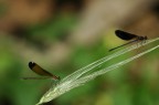 libellule su spiga libellule su spiga