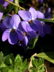 Viole! Viole!