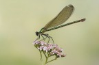 Calopteryx splendens Calopteryx splendens